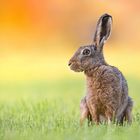 Mitten in der Frühlingswiese