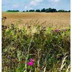 Mitten in der Natur