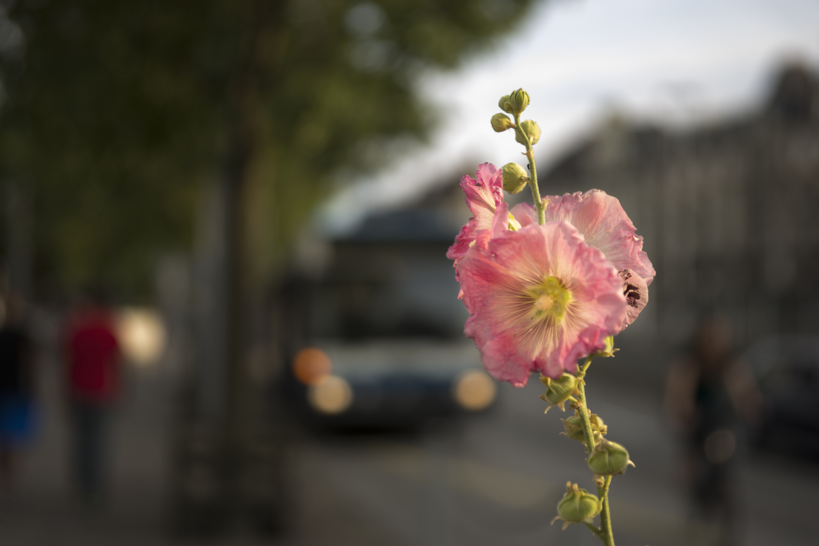 Mitten in der Stadt ...