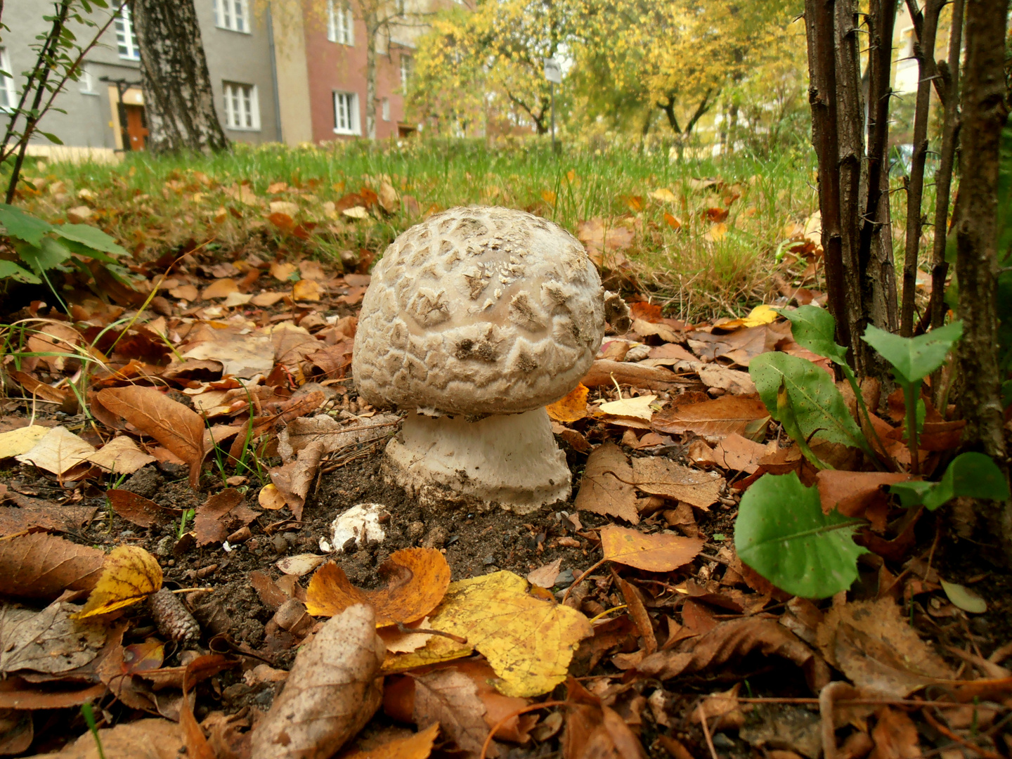 Mitten in der Stadt