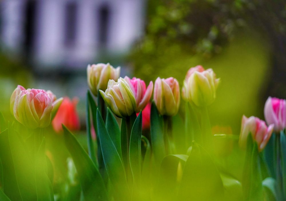 Mitten in der Stadt: eine Tulpenfamilie 