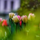 Mitten in der Stadt: eine Tulpenfamilie 