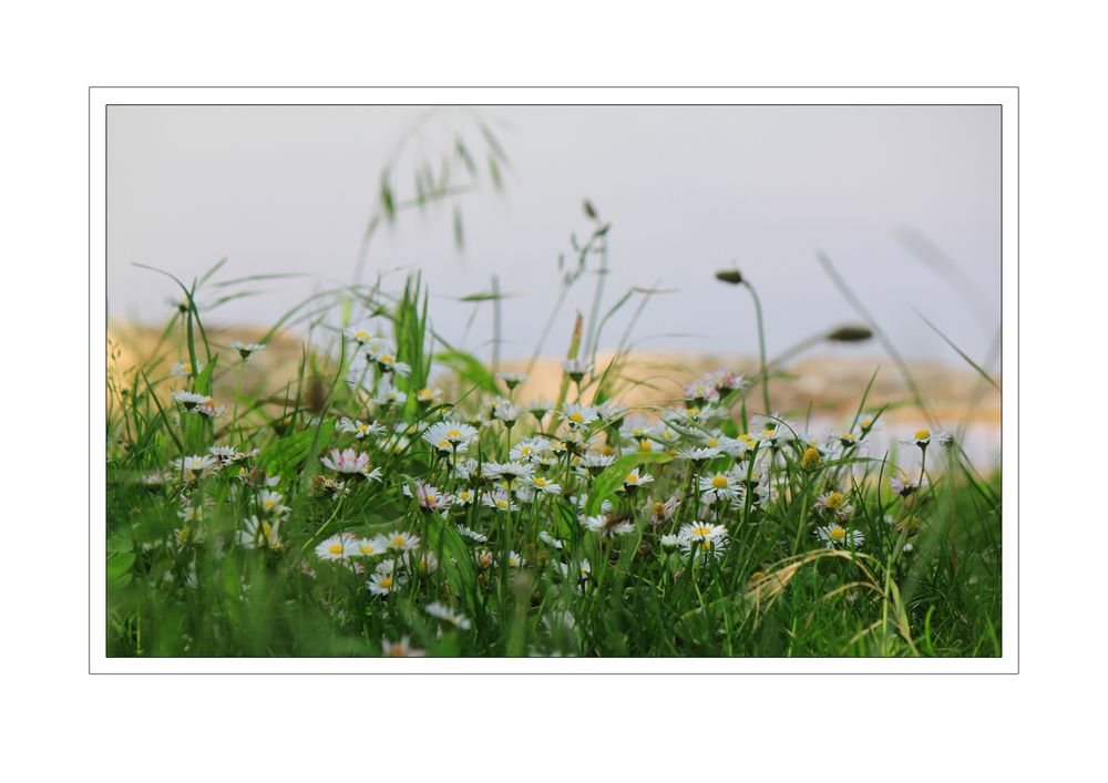 Mitten in der Wiese