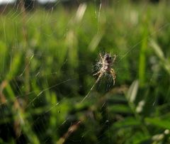 Mitten in der Wiese