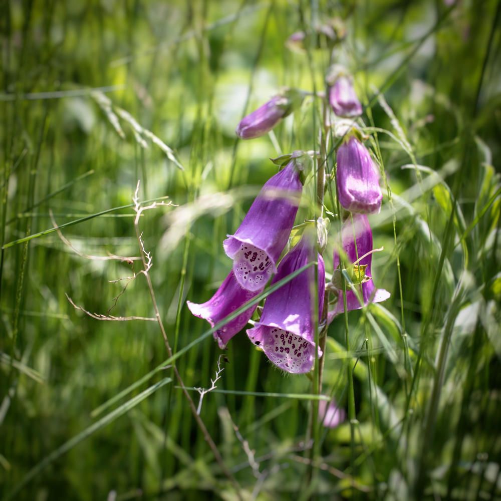 Mitten in der Wiese