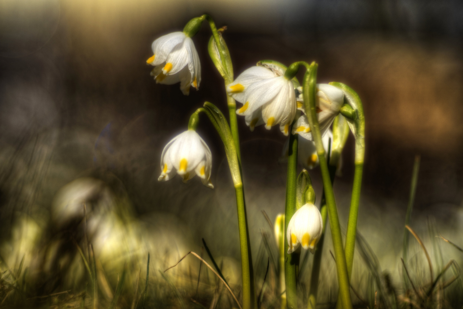 Mitten in der Wiese