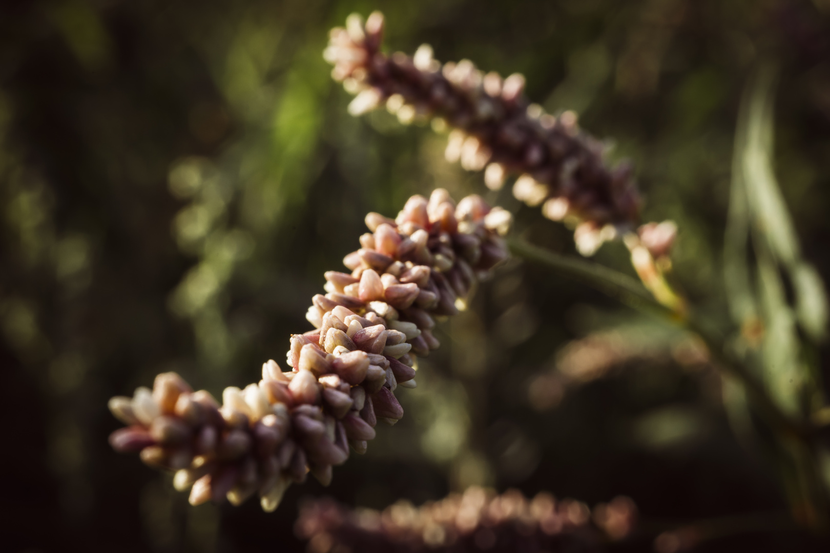 mitten in der wildblumenwiese