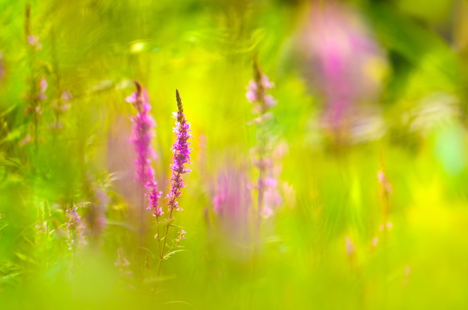 *** Mitten in der Wildblumenwiese ***