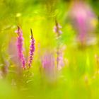 *** Mitten in der Wildblumenwiese ***