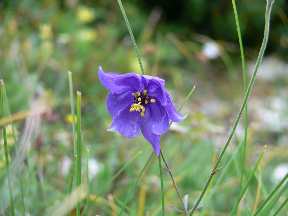 mitten in der Wildnis