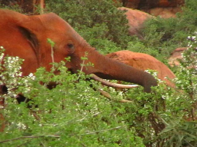 Mitten in der Wildnis Kenya