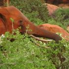 Mitten in der Wildnis Kenya