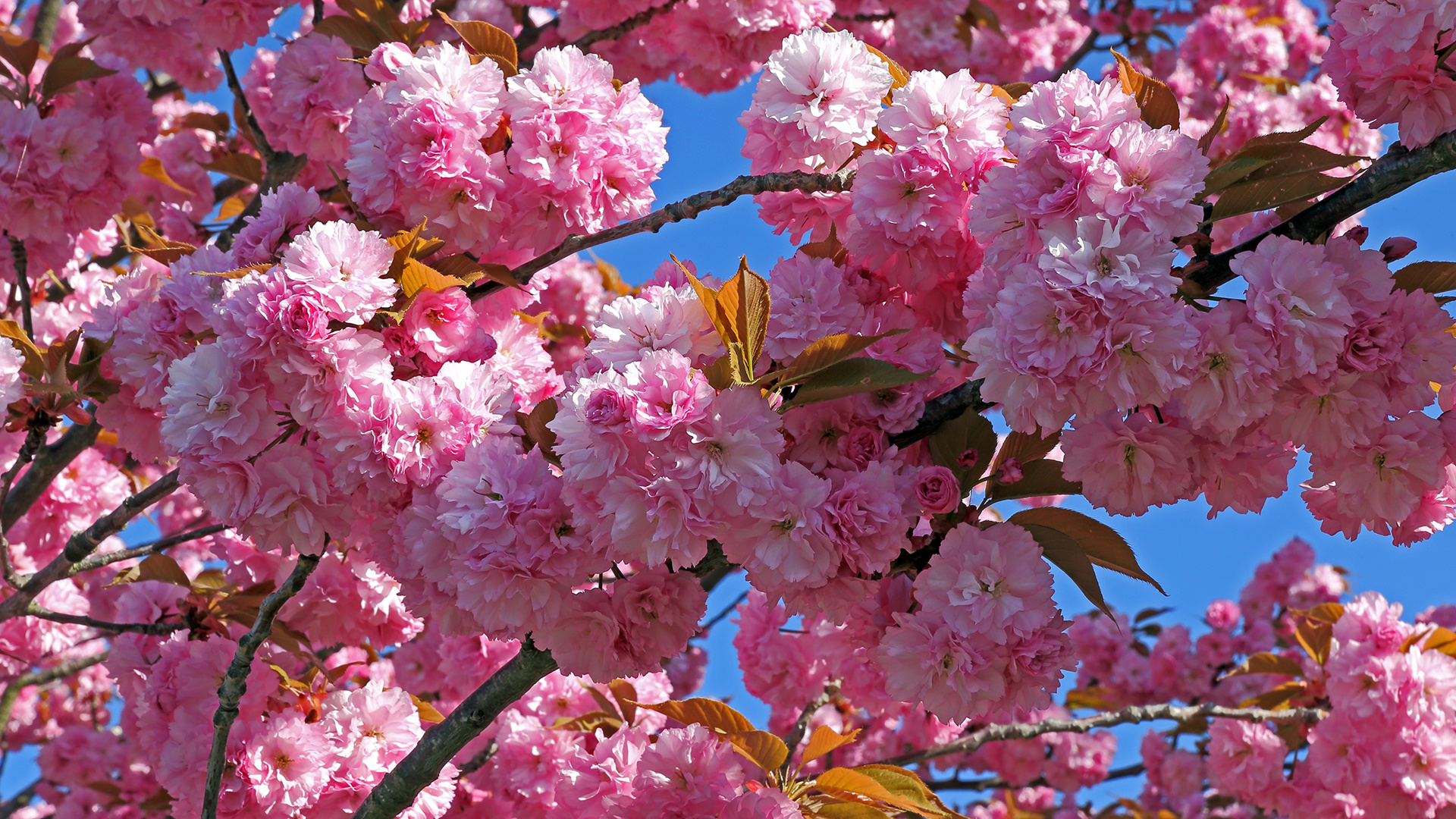 Mitten in die herrlichen Blüten der japaniaschen Zierkirsche, Prunnus serulata gehalten