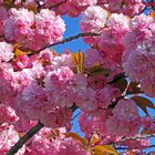 Mitten in die herrlichen Blüten der japaniaschen Zierkirsche, Prunnus serulata gehalten