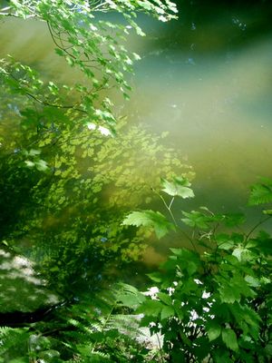 Mitten in einem kanadischen subtropischen Regenwald...