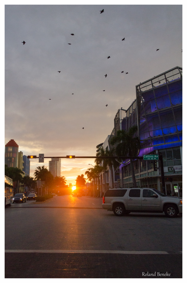 Mitten in Miami