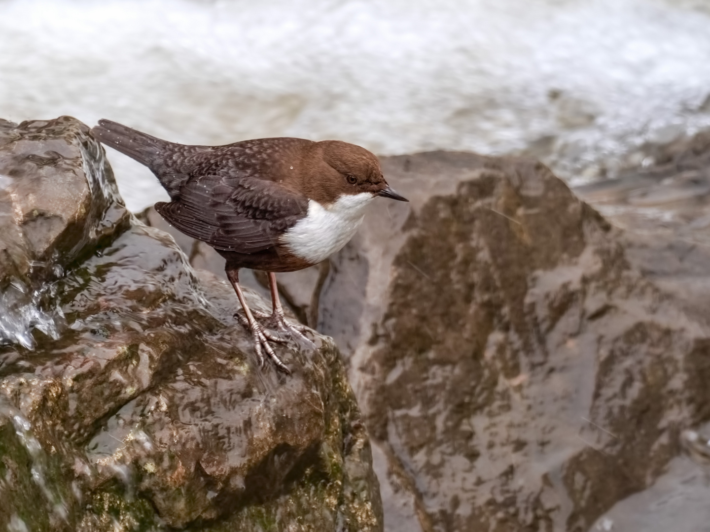 Mitten in Siegen - Wasseramsel