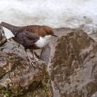 Mitten in Siegen - Wasseramsel