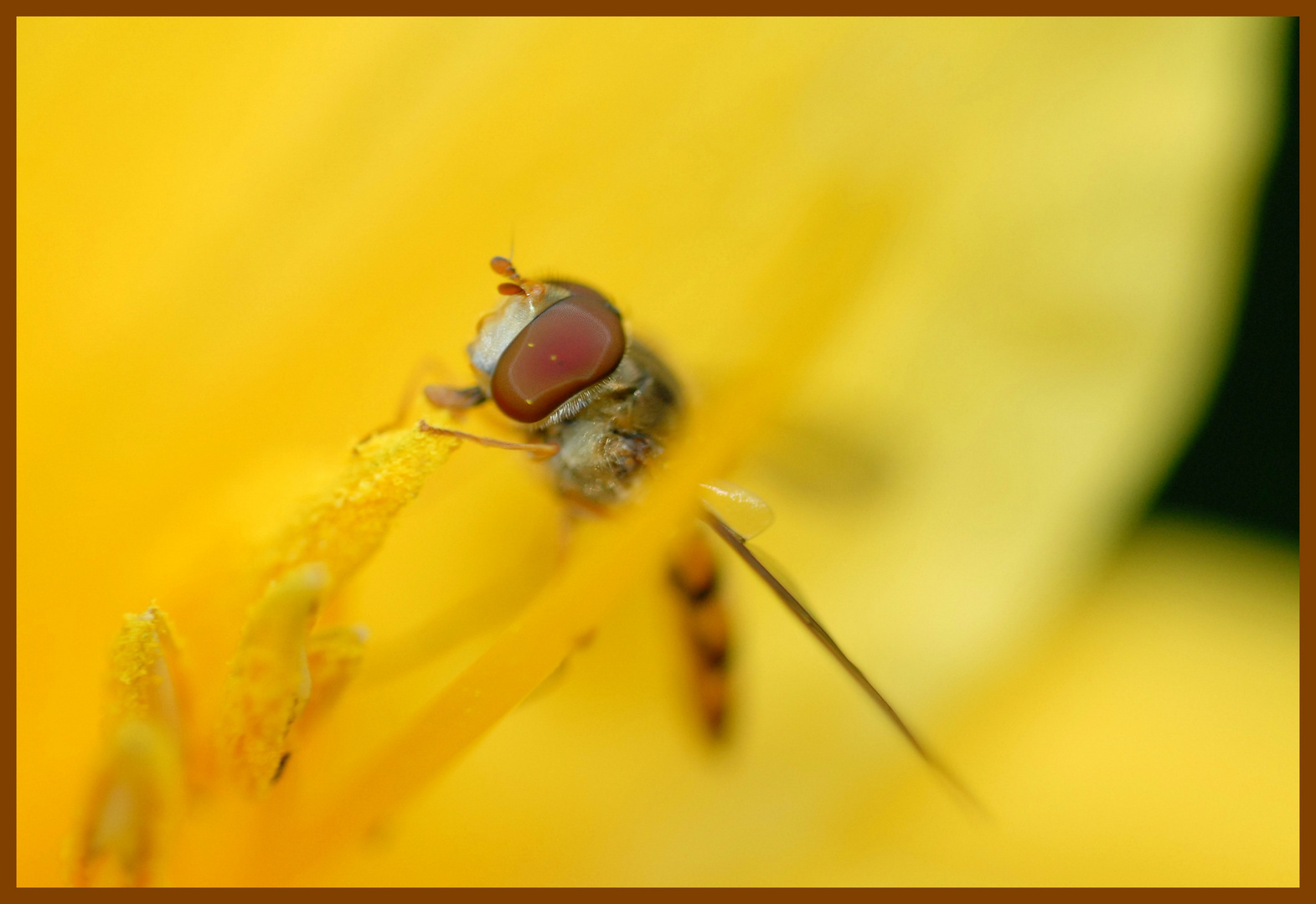 Mitten in's Auge