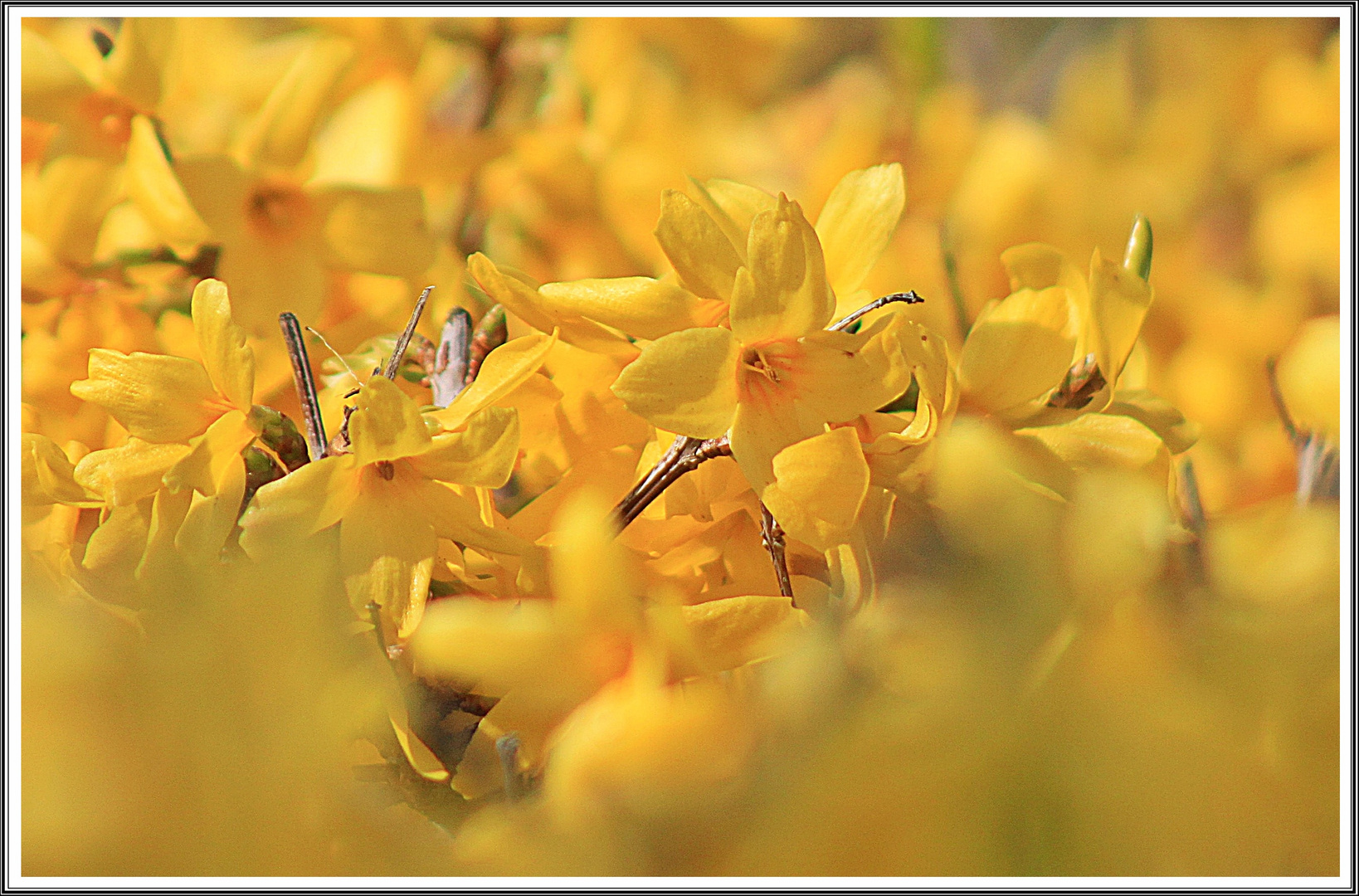 Mitten rein in die Blüten der Forsythien 