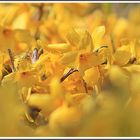 Mitten rein in die Blüten der Forsythien 