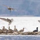 mitten unter Brachvögeln