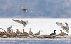 mitten unter Brachvögeln