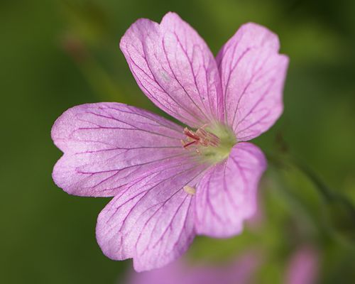 *** mittenbetont ***