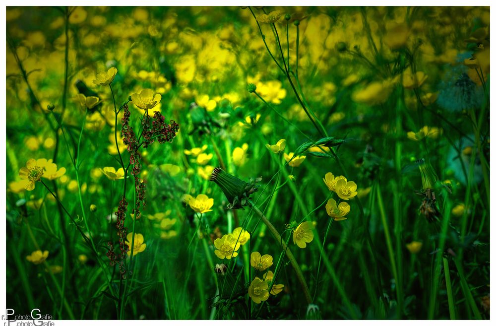 Mittendrin bei den Butterblumen