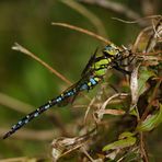 Mittendrin Blaugrüne-Mosaikjungfer Männchen