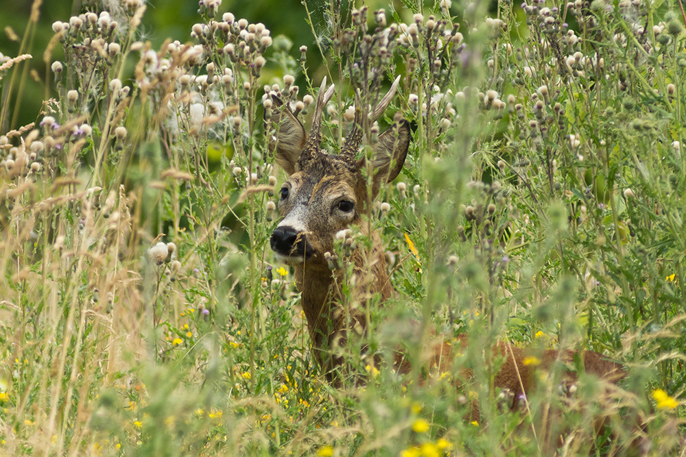 mittendrin der Bock