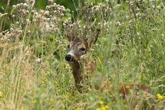 mittendrin der Bock