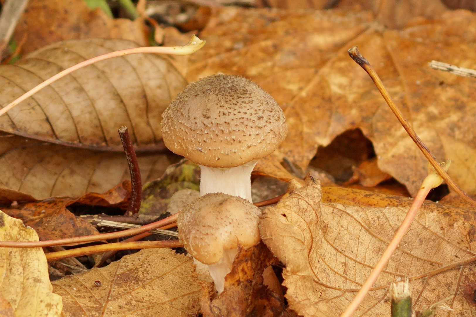 Mittendrin entspringt ein Pilz