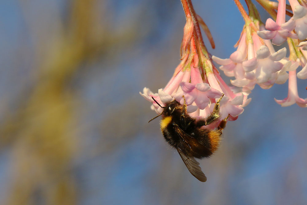 mittendrin im Frühling