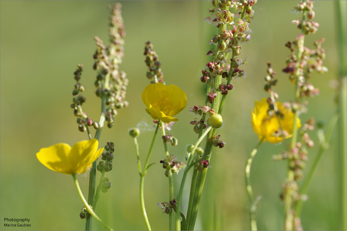 mittendrin im Frühling