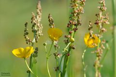 mittendrin im Frühling