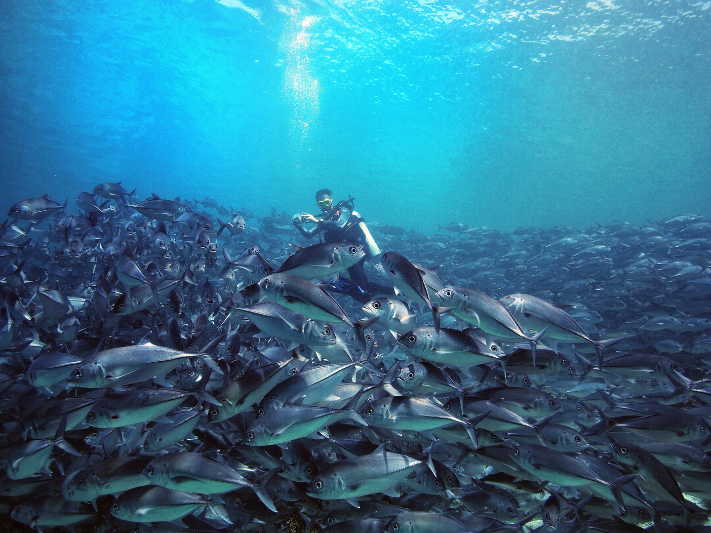 Mittendrin im Jackfishstrudel