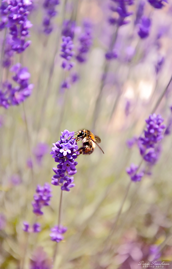 Mittendrin im Lavendel