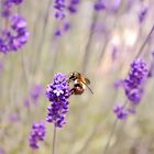 Mittendrin im Lavendel