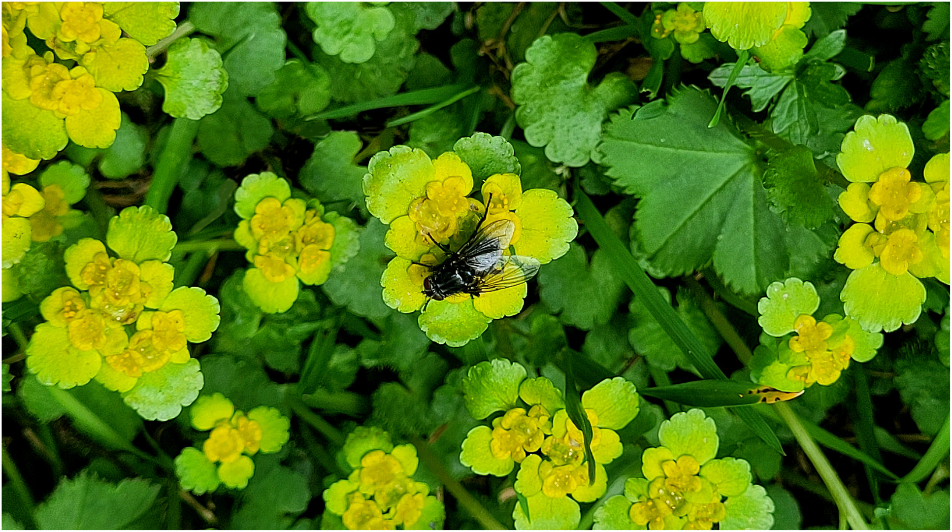 Mittendrin im Milzkraut