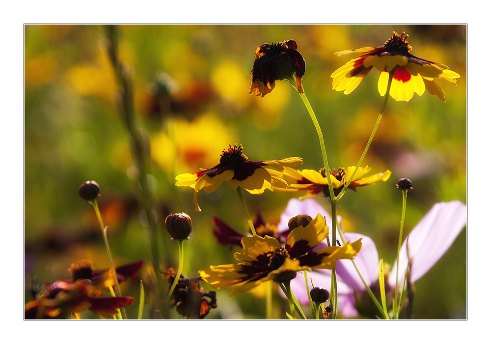 Mittendrin in der Blumenwiese