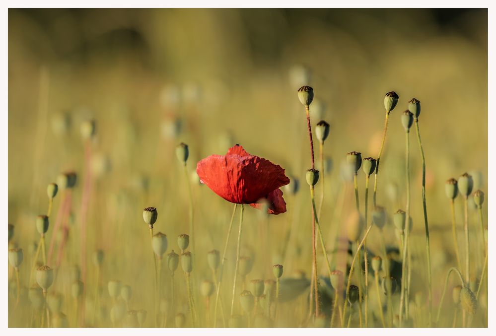 Mittendrin und doch allein