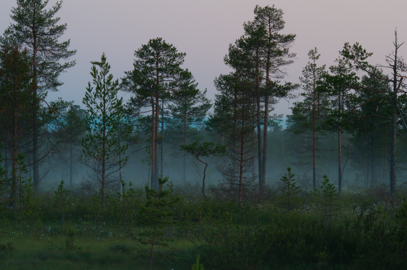 Mitternachts Nebel