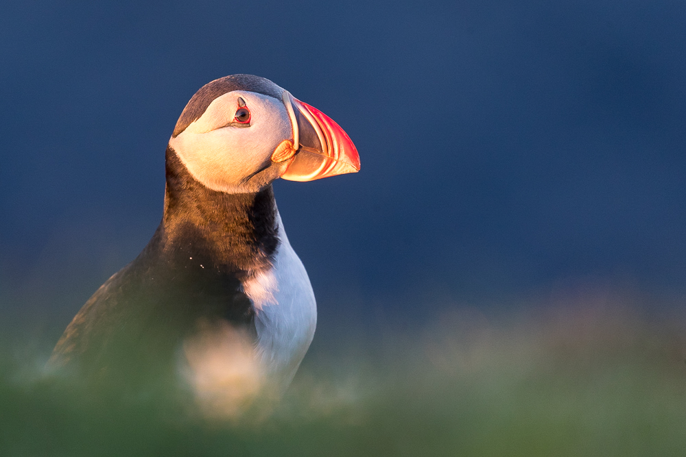 Mitternachts-Puffin