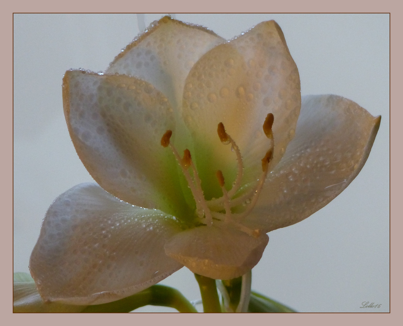 Mitternachtsblüte ...