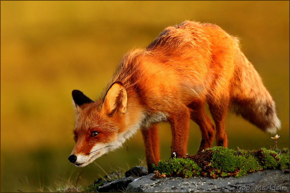 Mitternachtsfuchs