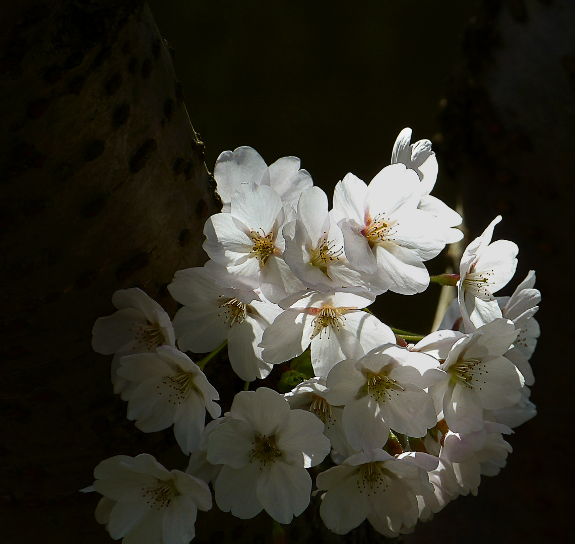 Mittfrühling