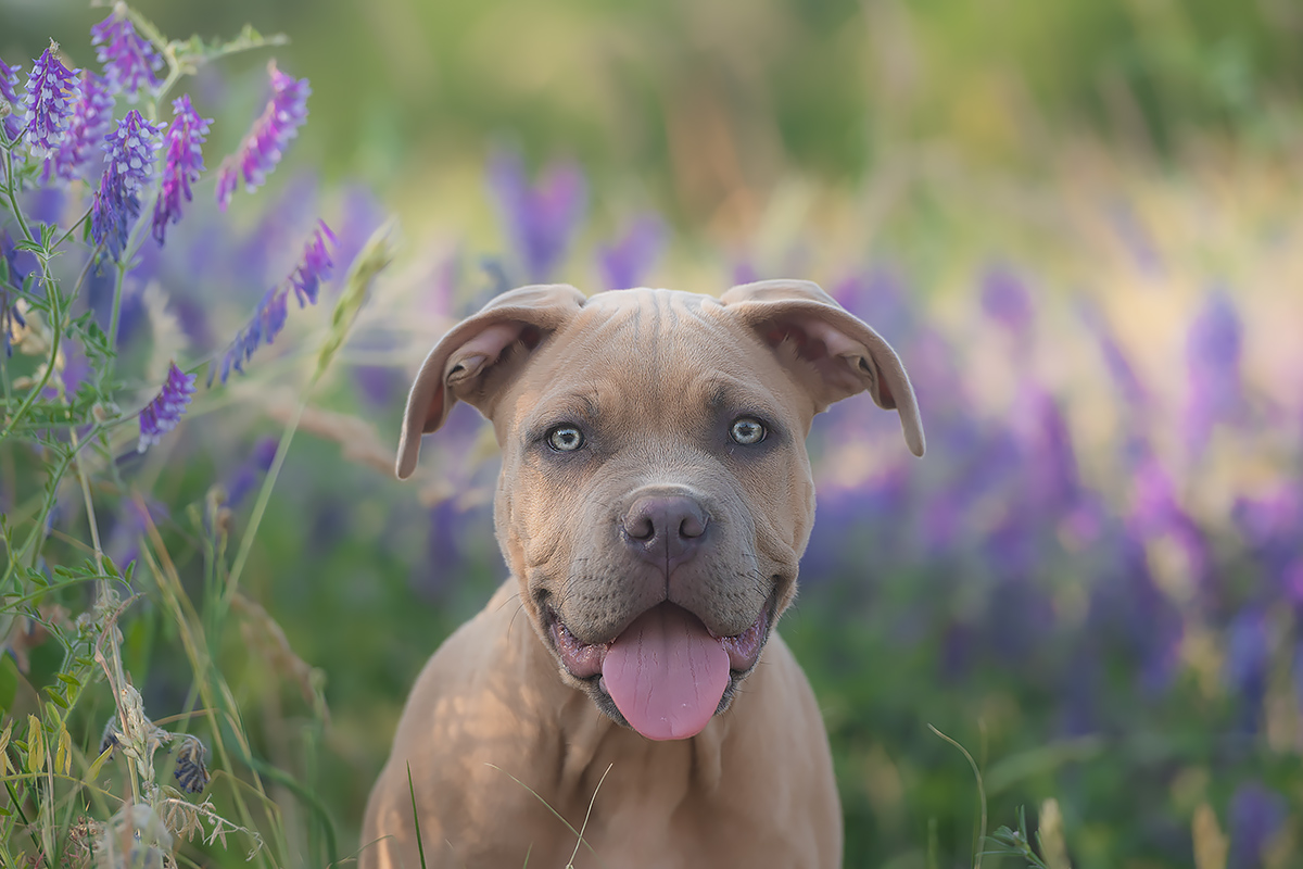 Mittig zum Mittwoch? Bitte sehr! Foto & Bild | tiere, haustiere, hunde ...