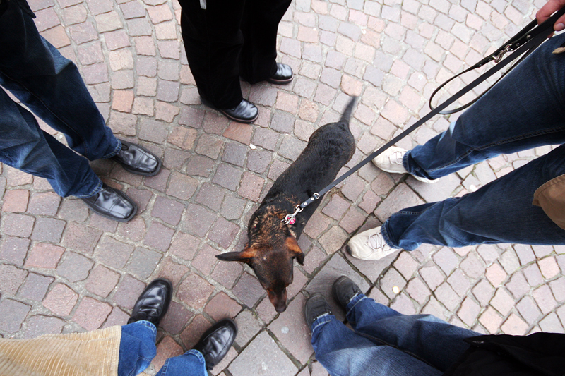 Mittiger Hund mit Schlappohr