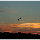 Mittiger Vogel im Sonnenuntergang